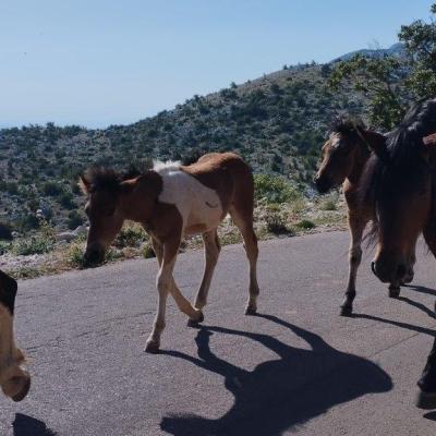Makarska Riviera Tour Quad rent