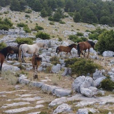 Skywalk Biokovo Tour Quads rent Makarska